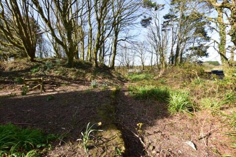 Wooded Area