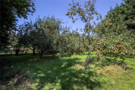 Orchard