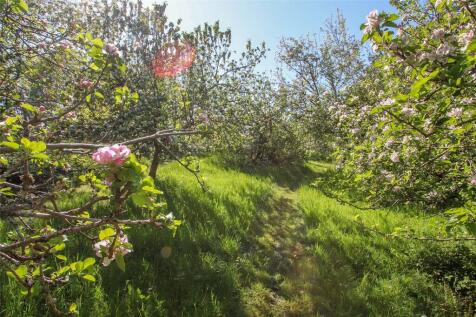 Orchard