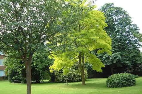 Communal gardens 1