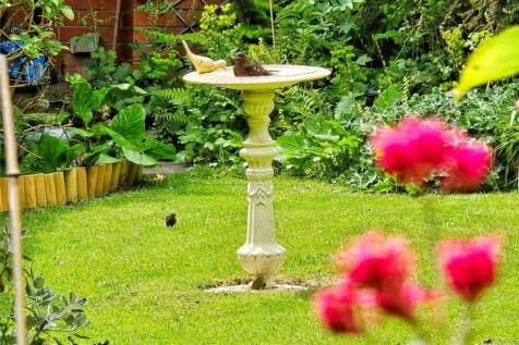 Bird Bath