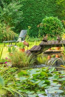 Pond