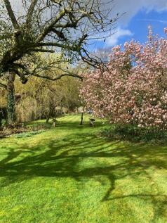Springtime garden