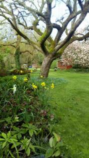 Spring bulbs