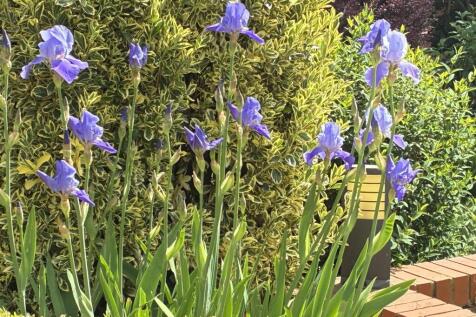 Garden detail