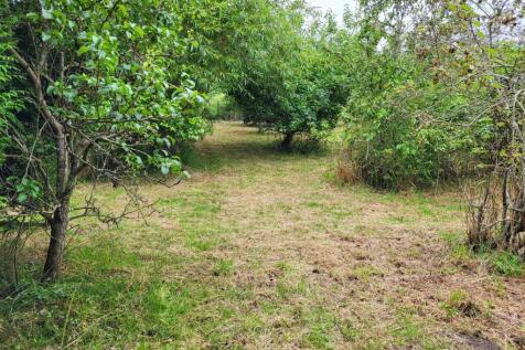 Orchard