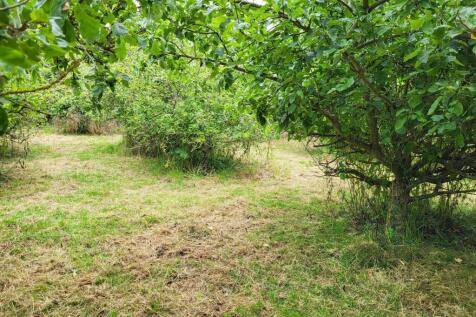 Orchard