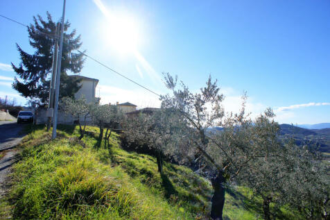 Olive Groves