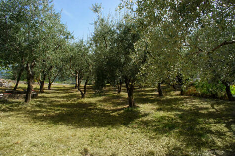 Olive groves