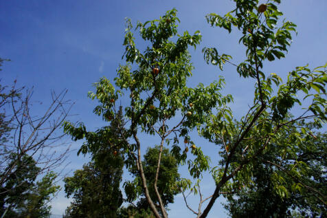 Mature fruit trees