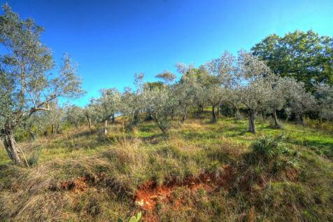 Olive grove