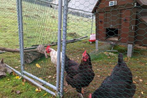 Chicken Shed