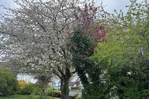 Blossom Tree Garden