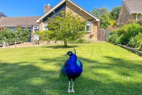 Resident Peacock