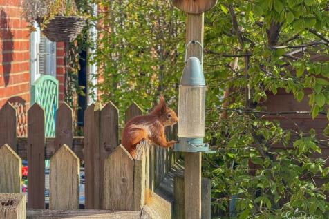 Squirrel in the garden