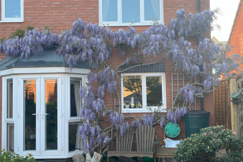 wisteria.png