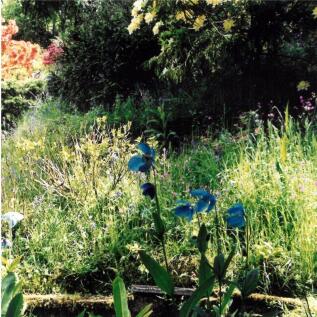 VENDOR&#39;S SPRING GARDEN IMAGES