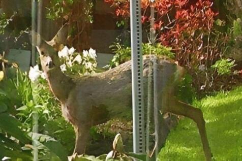 Deer in garden