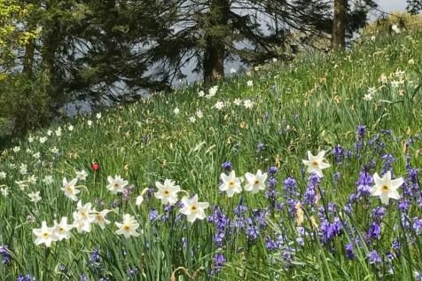 Bluebells and daffs.JPG