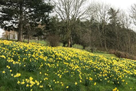 Daffs 1.jpg