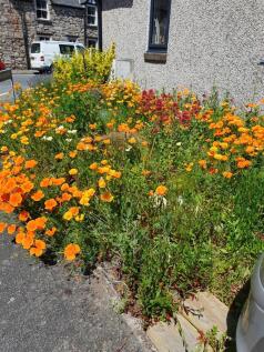 SUMMER FLOWERS ON SIDE GARDEN