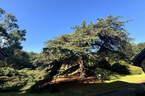Tree.jpeg