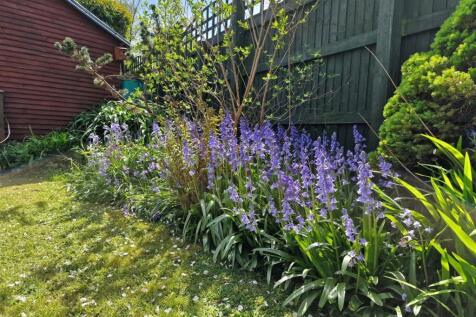 Bluebells.jpeg