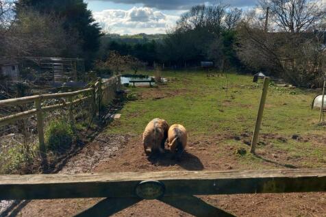 Half Acre pigs.jpg