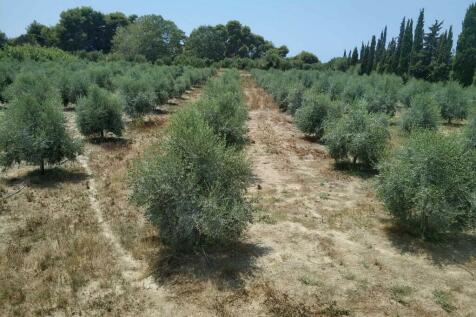 Land 12700 m² in Western Peloponnese - 8