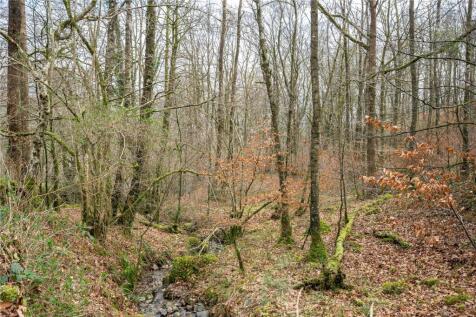 Woodland At Skelwith