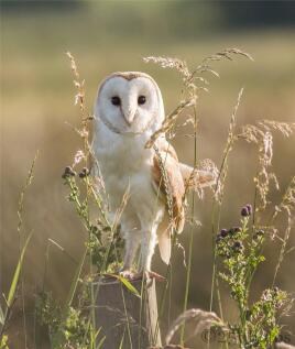 Cumbrian Wildlife