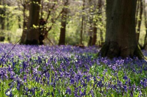 Woodland