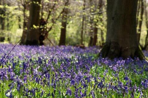 Woodland