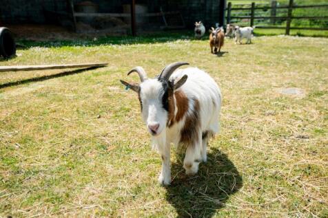 Goats