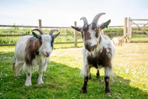 Goats