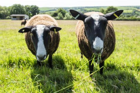 Sheep