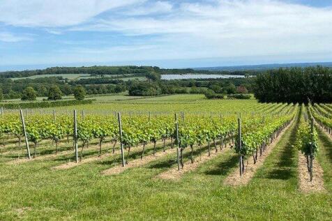 Vineyard