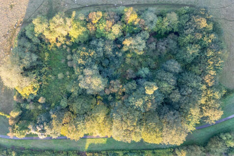 Dog Island 9 T202509191619.jpg