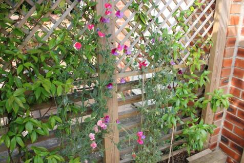 Rear Garden 3