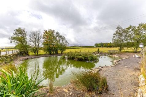 Duck Pond