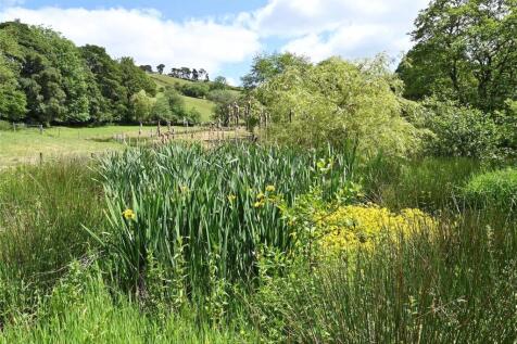 Pond