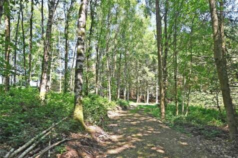Woodland Clearing