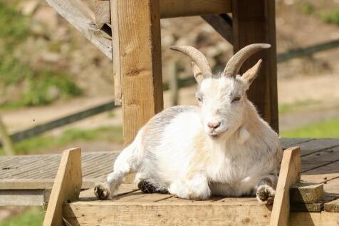 Farm_2021_42 (3)