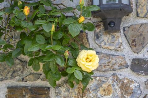 Garden Room Rose