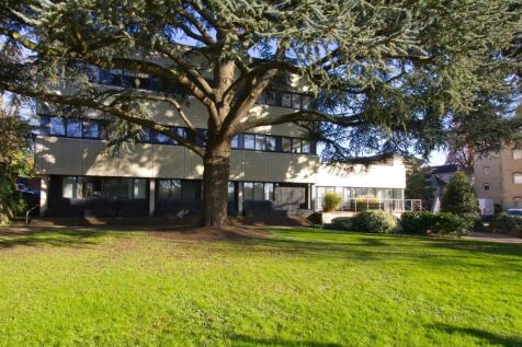 Cedar Tree