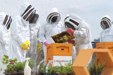 EQ Beehives
