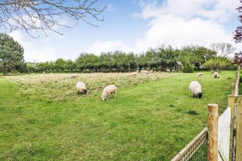 Paddock Spring Time