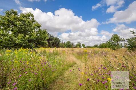 Flower Meadow