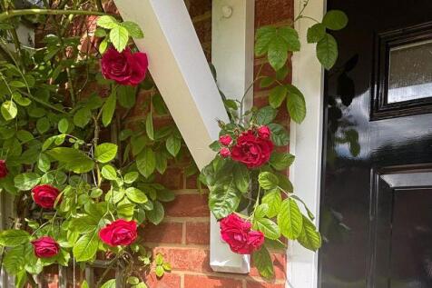 A Beautiful Rose...