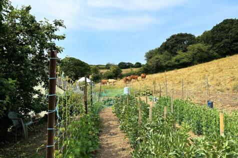 Cow Field